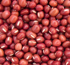 Sorghum Seeds