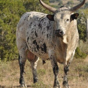 Nguni Cattle Breed