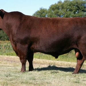 The Aberdeen Angus breed