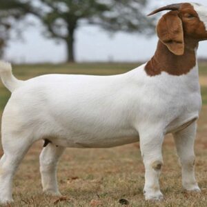 The Boer Goat