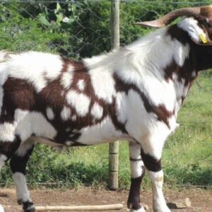Indigenous Veld Goat
