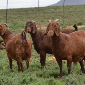Kalahari Red Goats