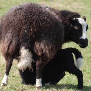 Welsh Mountain ewe