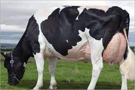 Friesian Cattle