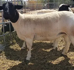 Dorper Sheep