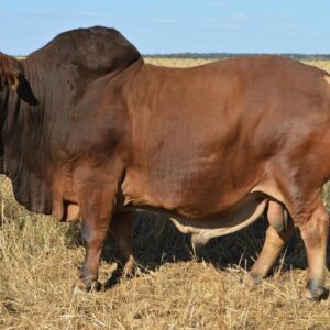 Boran Cattle