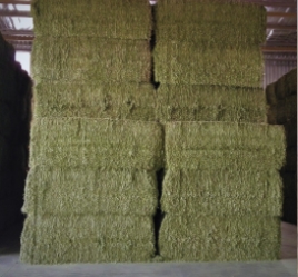 Hay alfalfa
