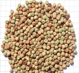 Faba Beans